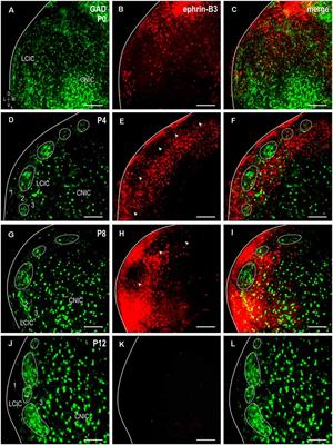 Registry of Compartmental Ephrin-B3 Guidance Patterns With Respect to Emerging Multimodal Midbrain Maps